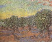 Vincent Van Gogh Olive Grove:Orange Sky (nn04) oil on canvas